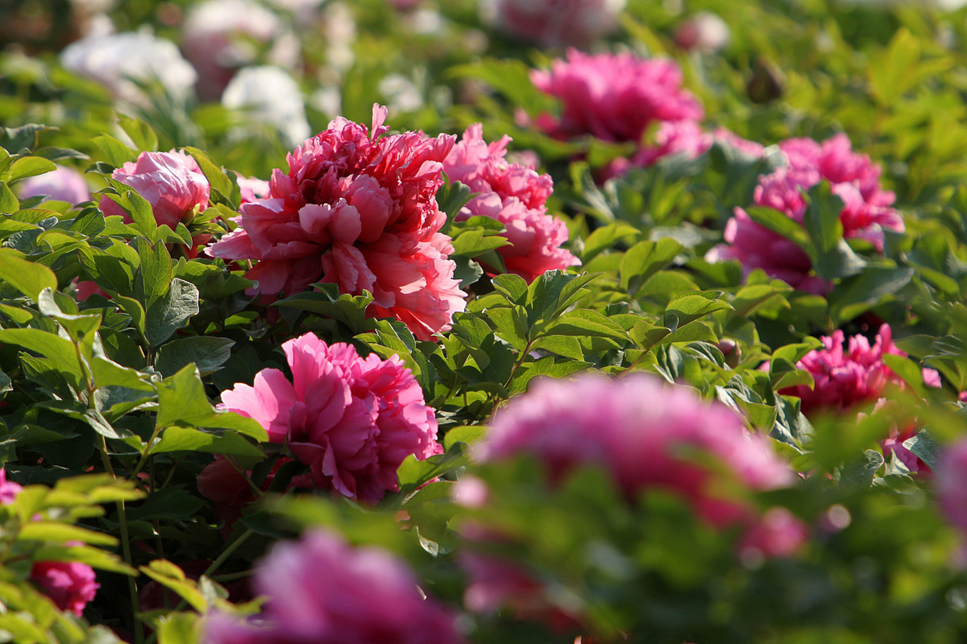 转折点！塞维利亚防线松动，亚冠转会期攻防权衡，压力陡增，身体对抗强度拉满(塞维利亚主场)